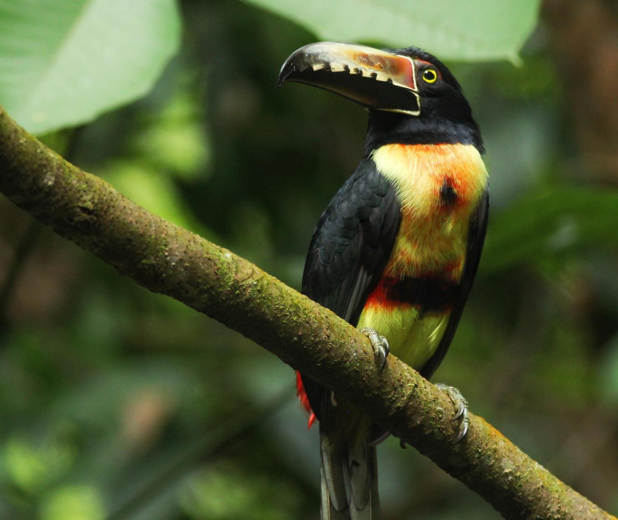 Las Arrieras Nature Reserve And Ecolodge Horquetas Exterior foto